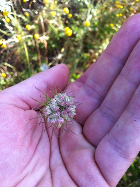 Daucus carota